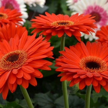 Gerbera jamesonii 'Yosemetie' 