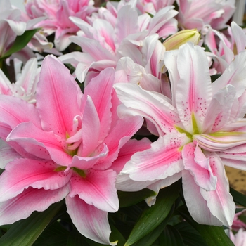 Lilium Roselily Belonica® 'Double Beauty'