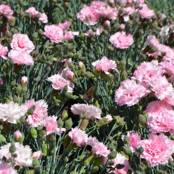 Dianthus 'Candy Floss'