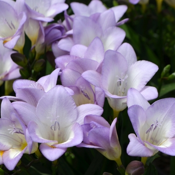 Freesia 'Grumpy'