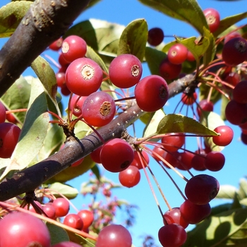 Malus sargentii 'Rosea' 