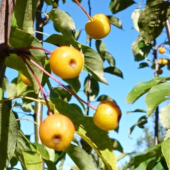 Malus baccata 'Columnaris' 