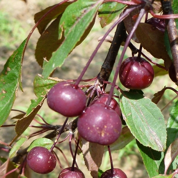 Malus 'Royal Beauty' 