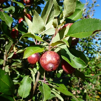 Malus 'Rinki' 