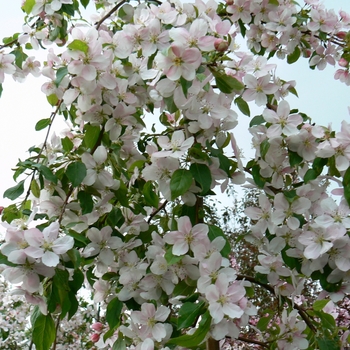 Malus 'Red Jade' 