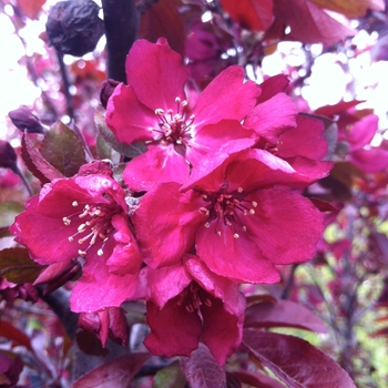 Malus 'Purple Gem' 