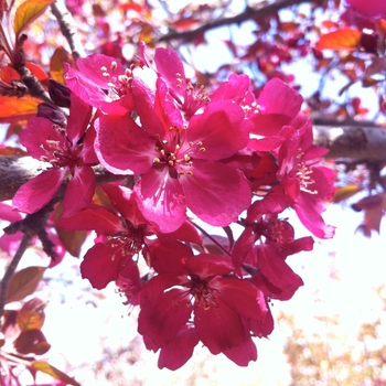 Malus 'Purple Gem'