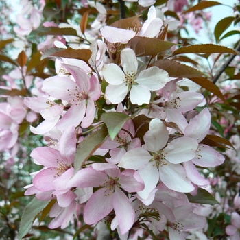 Malus 'Pink Spires' 