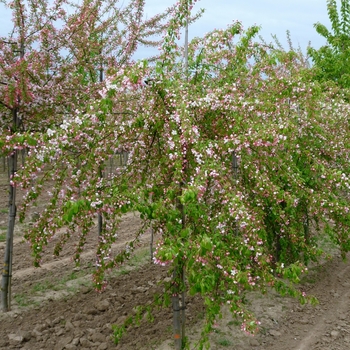 Malus 'Moonstone' 