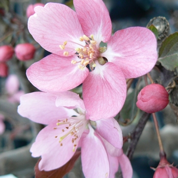 Malus 'Makamik' 