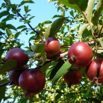 Malus 'Makamik'