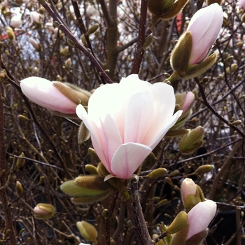 Magnolia x loebneri 'Merrill'