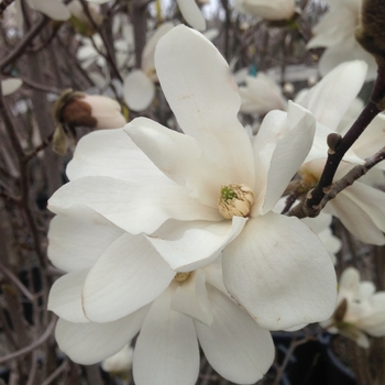 Magnolia x loebneri 'Merrill' 