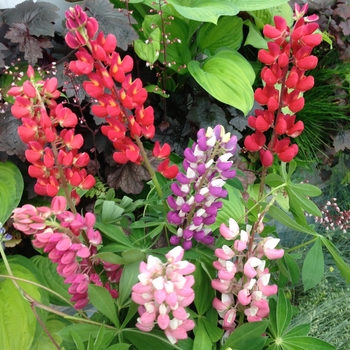 Lupinus polyphyllus 'Russell Mix' 