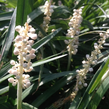 Liriope muscari 'Monroe's White (Alba)'