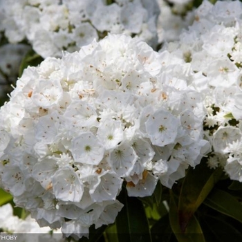 Kalmia latifolia 'Snowdrift' 