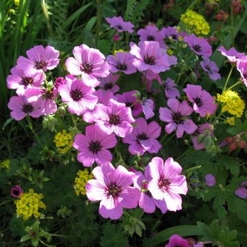 Geranium cinereum 'Memories' PP17394