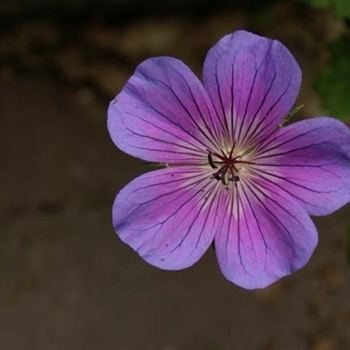 Geranium wallichianum 'Rainbow' PP18968