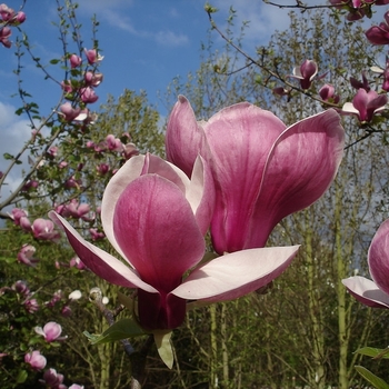 Magnolia 'Marillyn' 