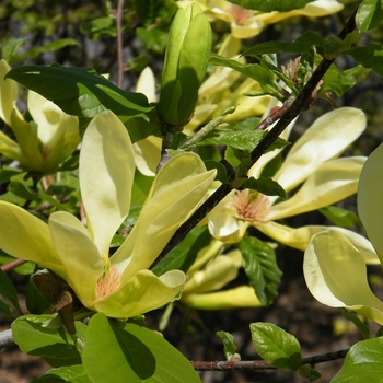 Magnolia 'Sunburst' 