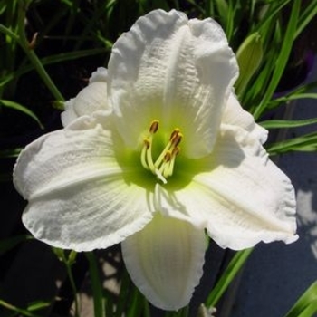Hemerocallis 'Gentle Shepherd' 