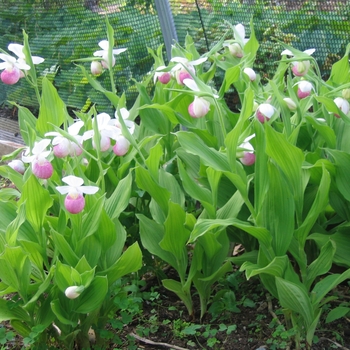 Cypripedium reginae