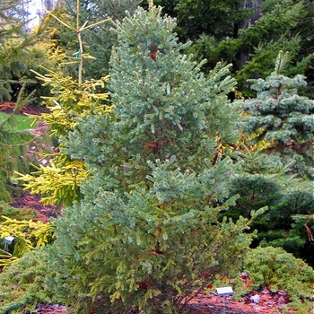 Picea glauca 'Yukon Blue' 