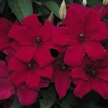 Clematis 'Cardinal Wyszynski' 