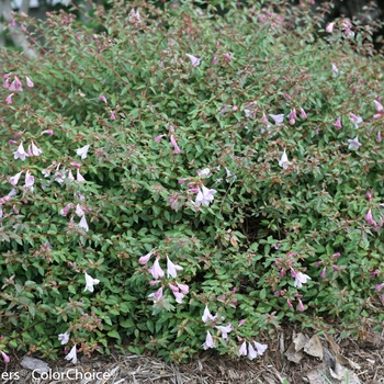 Abelia Color Choice® 'Pinky Bells®' PP20604
