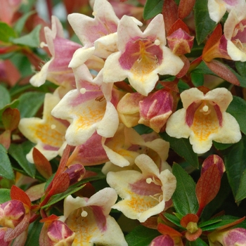 Abelia x grandiflora Color Choice® 'Sunny Anniversary®' PP 24445, Can 5236