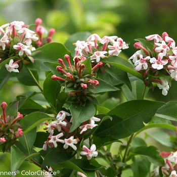 Abelia mosanensis 'Sweet Emotion®'