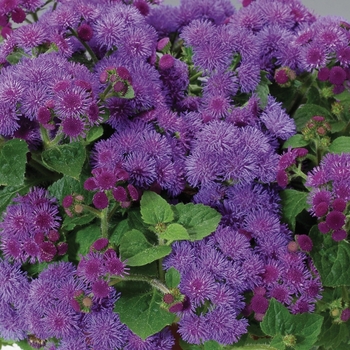 Ageratum houstonianum Artist® Blue