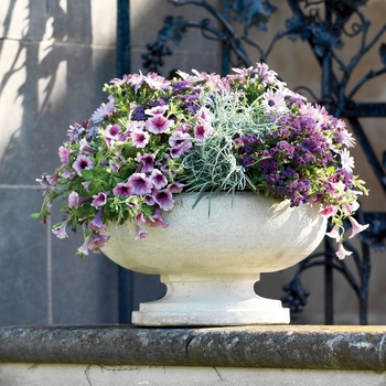 Ageratum houstonianum Artist® 'Purple'