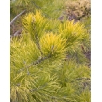 Pinus virginiana 'Wate's Golden' 