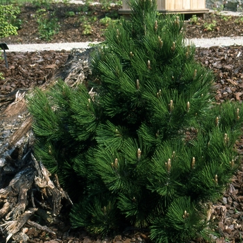 Pinus leucodermis 'Compact Gem' 