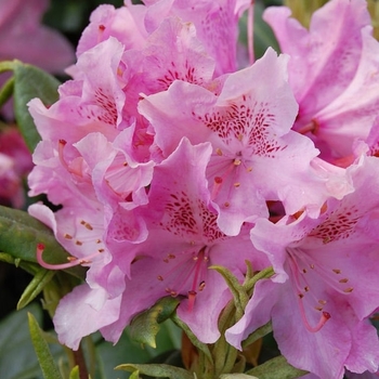 Rhododendron Shammarello hybrid 'Holden' 