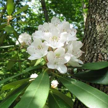 Rhododendron maximum