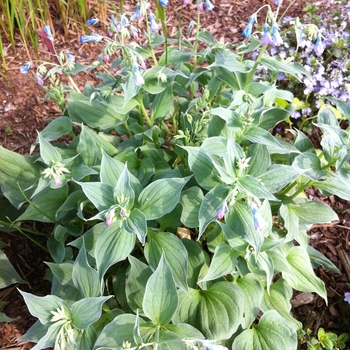 Mertensia sibirica