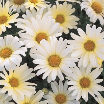 Argyranthemum frutescens 'Vanilla Butterfly®' UPSS 14,642 Can 2,148