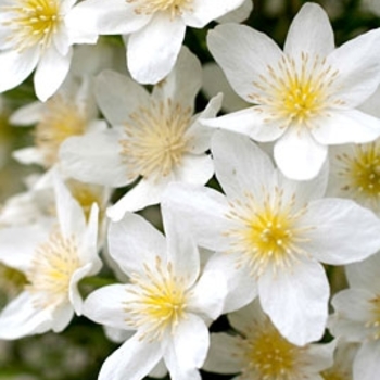 Clematis x cartmanii 'Avalanche' 