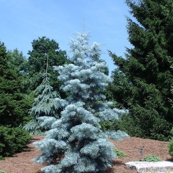 Abies concolor 'Blue Cloak' 