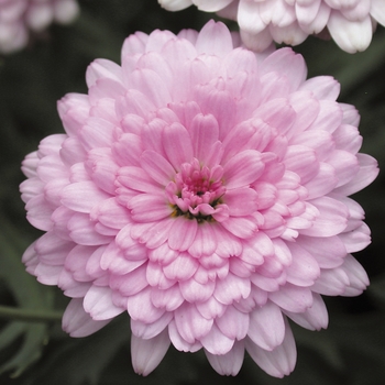 Argyranthemum frutescens Cobbitty Daisy® 'Summer Melody' UPSS 11,763