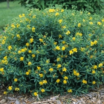 Hypericum 'Blue Velvet™' 