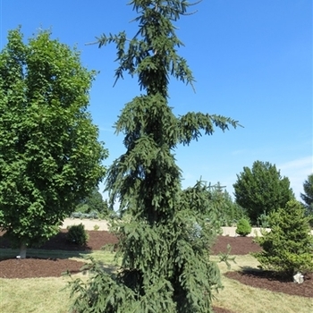 Picea abies 'Rothenhaus' 