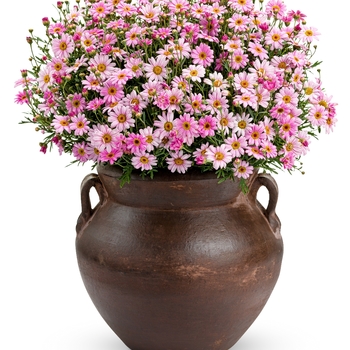 Argyranthemum frutescens 'Pink' USPP 19,857