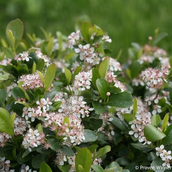 Aronia melanocarpa 'UCONNAM165' 