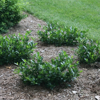 Aronia melanocarpa 'Low Scape Mound®' (089797)