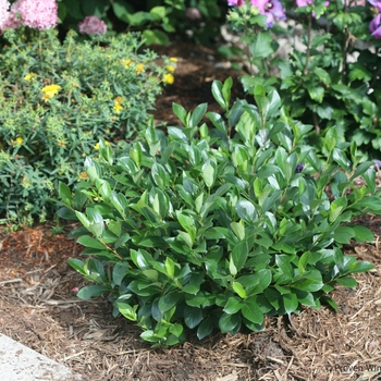 Aronia melanocarpa 'Low Scape Mound®' (089799)