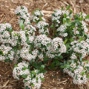 Aronia melanocarpa 'Low Scape Mound®' (089800)