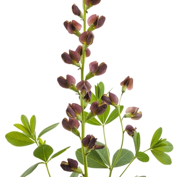 Baptisia 'Dutch Chocolate' PP. 23,872